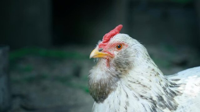 White faverolle chicken close-up on a blurred background.Shaking camera.fluffy decorative chicken looks attentively into the frame and blinks.Background for agriculture poultry farms with copyspace
