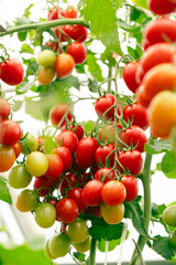 bunch of natural tomatoes