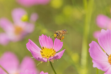 Fototapeta premium ミツバチとコスモス