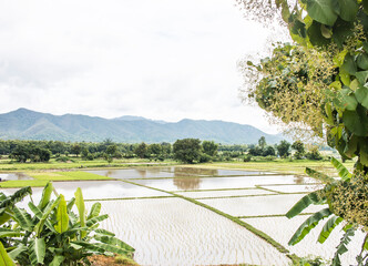 Rice paddy in the beginning of rice planting. Rural rice field scenery.