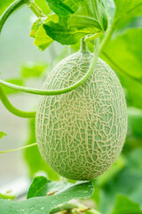 Fresh melons plants