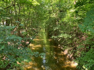 Flusslandschaft im Sommer Kanal mit Ahornbäumen 535520268