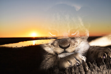 Beautiful Sunrise With Lion Cub Silhouette 