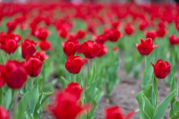 Red tulip flowers background outdoor
