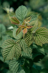 Raspberry bush. Leaves close-up.