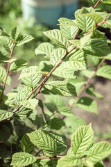 Raspberry bush. Leaves close-up.