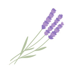 Lavender flowers element on white background. Flat vector illustration