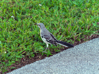 northern mockingbird in grass next to pavement