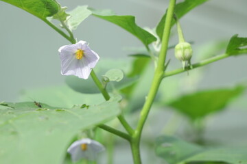 purple eggplant flowers in the garden.Yellow berried nightshade.Solanum virginianum.