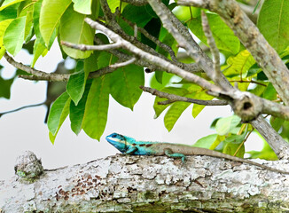  A blue-crested lizard (Calotes mystaceus) on a tree in Thailand.  