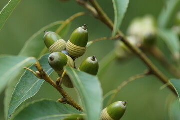 樫の実　ドングリ　まだ若い　秋　9月末