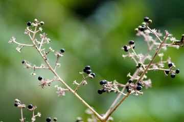 タラノキの実　秋　9月末