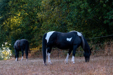 Marburg, Pferde auf trockener Weide Marbach