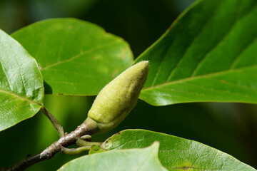 コブシ　早くも花の準備？　秋　9月末