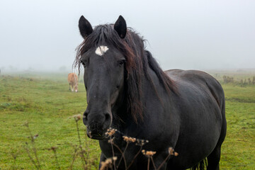 portrait of a horse