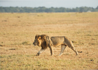 Fototapeta na wymiar Wild African lions on the grass, Masai Mara. Kenya, Africa 