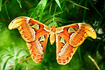  Moth Atlas in the Tropical Forest, Thailand 