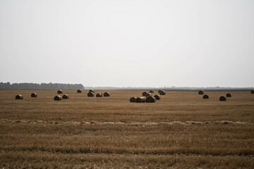 Summer field after the harvest. Concept: harvest, straw, agronomy