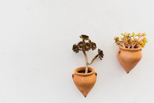 Aeonium arboreum and casula ovala