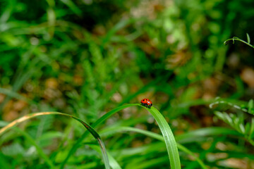 ladybug on a green leaf closeup across green nature. natural background. Macro. Insects
