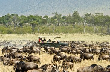  Wildebeest migration, Masai Mara Game Reserve, Kenya, the seventh wonder of the world.
