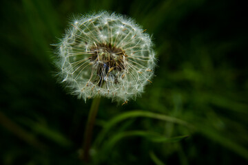 Fototapeta premium Dandelion