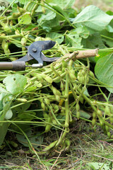 丹波黒（黒大豆）試し取りと収穫用ハサミ　10月上旬