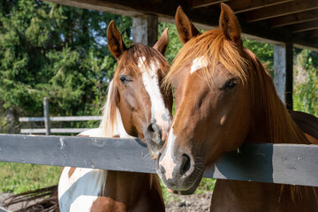 Two beautiful brown horses in a barn