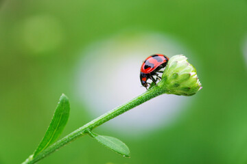 A ladybug on the green bud flower