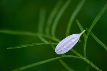 A white fallen petal on the green leaves