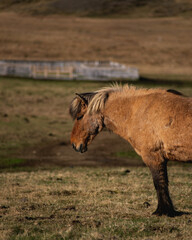 Icelandic miniature horse