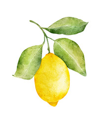 Watercolor lemon isolated on white background.