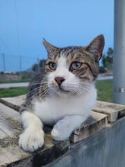 Brown and white cat resting in the stree. Wild animal. Calm concept.