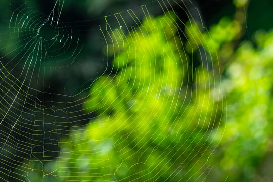 森の中の蜘蛛の巣