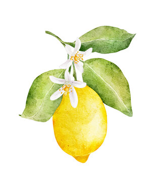 yellow lemon branch watercolor painting clip art preview