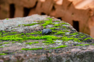 wall