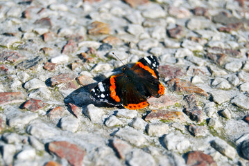 Fototapeta na wymiar Red admiral butterfly in cement and stones floor.