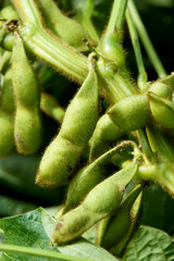 丹波黒（黒大豆）試し取り　アップ　10月上旬