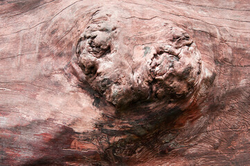 large growth on brown oak bark. detailed old wood texture close up	