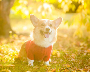 Pembroke welsh corgi wearing warm knitted sweater sits at autumn park in sunset