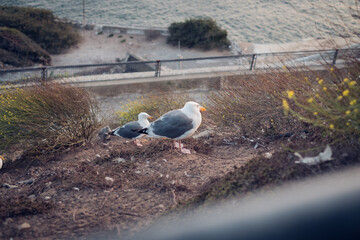Obraz premium 3 seagulls sleeping on the mountain while a strong cold wind blows