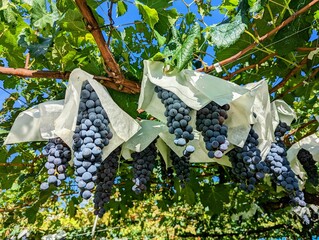 実った秋の味覚ぶどう