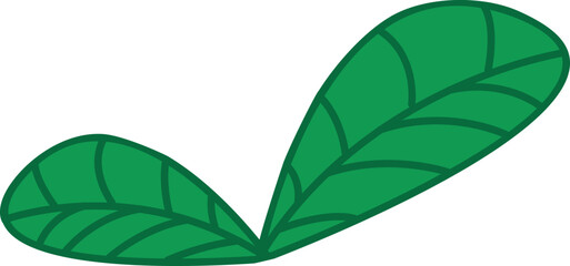 Basil. Two leaves of green basil in flat style with line art