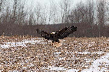 American Bald Eagle in Flight