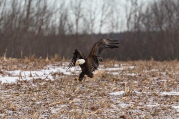 American Bald Eagle landing