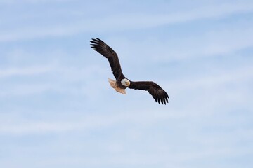 bald eagle in flight