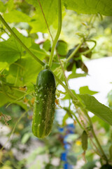 Ripe pimply cucumber with flower at the end hangs on on a thin branch on a sunlight, ready to be harvested. Cucumber planted in a greenhouse, green leaves in the background. Image with selective focus