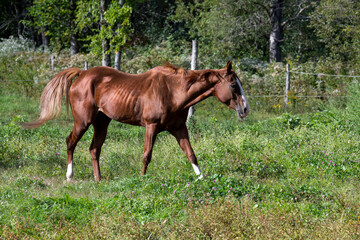 Fototapeta premium A beautiful brown horse walking in a field
