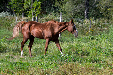 A beautiful brown horse walking in a field