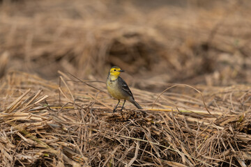 Citrine wagtail (Motacilla citreola) in India